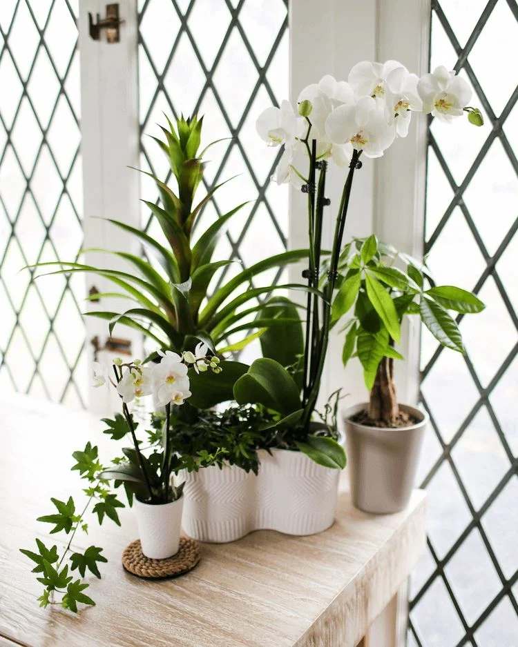 Wann sollten Sie Ihre Orchideen gießen?