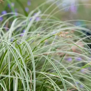 Welche immergrünen Gräser eignen sich für Kübel und Garten?