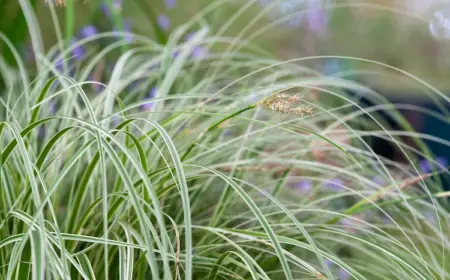 Welche immergrünen Gräser eignen sich für Kübel und Garten?