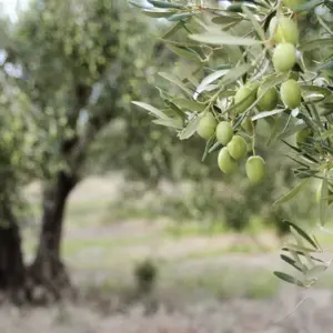 welche olivenbaum pflege im herbst
