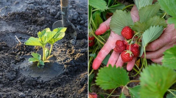 Wie man Erdbeeren im September pflanzen kann?