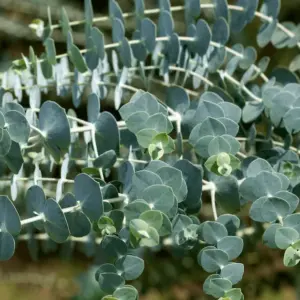 Wie man Eukalyptus schneiden und überwintern kann?