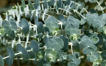 Wie man Eukalyptus schneiden und überwintern kann?