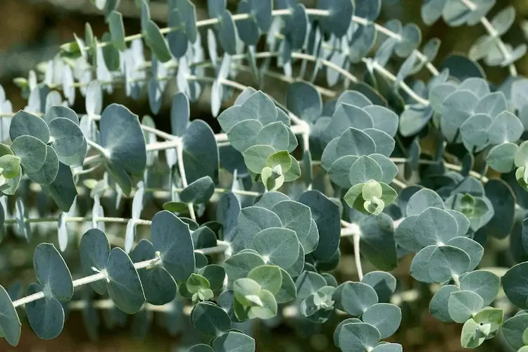 Wie man Eukalyptus schneiden und überwintern kann?