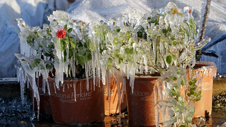 wie man gefrorene pflanzen rettet