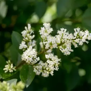 Wintergrüner Liguster als Heckenpflanze oder solitär für den Garten