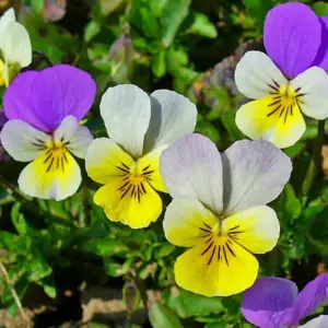 Winterharte Blumen für Kübel - Wilde Stiefmütterchen (Viola tricolor)