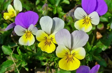Winterharte Blumen für Kübel - Wilde Stiefmütterchen (Viola tricolor)