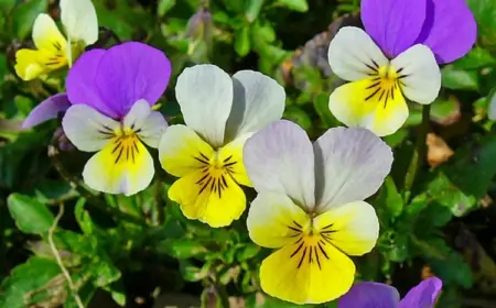 Winterharte Blumen für Kübel - Wilde Stiefmütterchen (Viola tricolor)