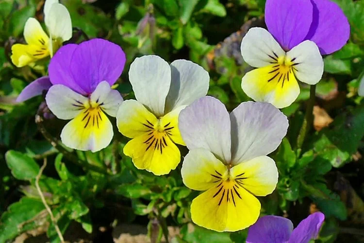 Winterharte Blumen für Kübel - Wilde Stiefmütterchen (Viola tricolor)