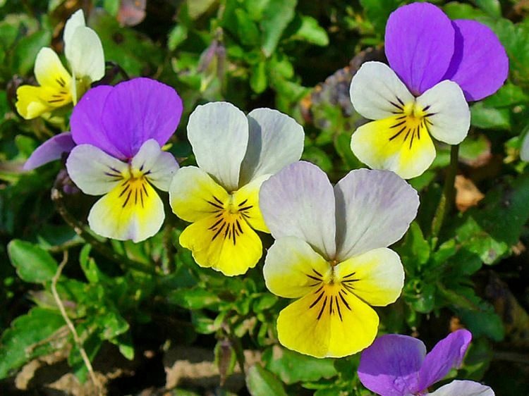 Winterharte Blumen für Kübel - Wilde Stiefmütterchen (Viola tricolor)