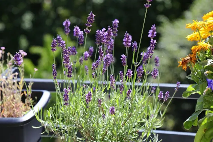 Winterharte Dauerbepflanzung für Balkonkästen mit Lavendel - Blüte im Sommer, Blätter im Winter