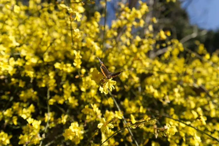 Winterjasmin (Jasminum nudiflorum) ist halb-immergrün und bekommt gelbe Blüten