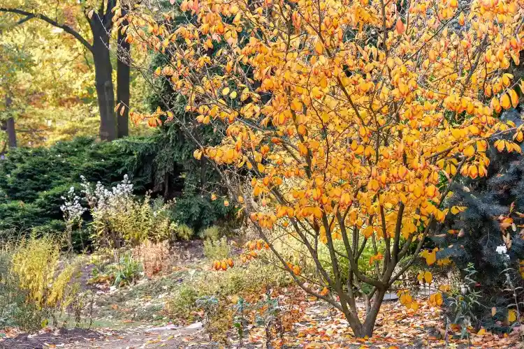 Zaubernuss Strauch bis 3 Meter hoch Herbstlaub gelb bis rot