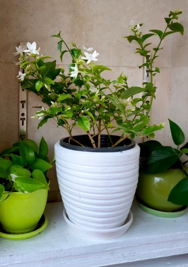 Zimmerjasmin braucht das richtige Winterquartier