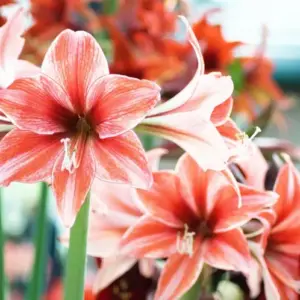 Amaryllis überwintern und wieder zum Blühen bringen mit diesen Tipps und Tricks