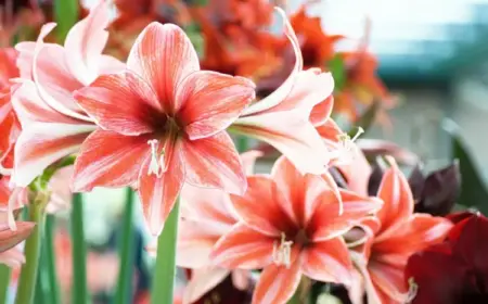 Amaryllis überwintern und wieder zum Blühen bringen mit diesen Tipps und Tricks