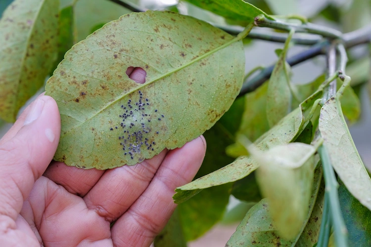 an der unterseite der blätter thripse an zimmerpflanzen bekämpfen müssen mit hausmitteln oder vorbeugung