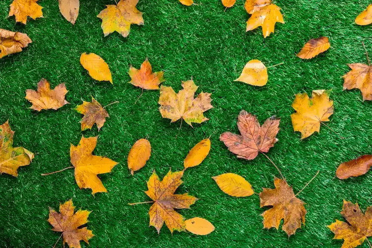 auf verschiedene art und weise herbstlaub auf dem rasen im garten nutzen