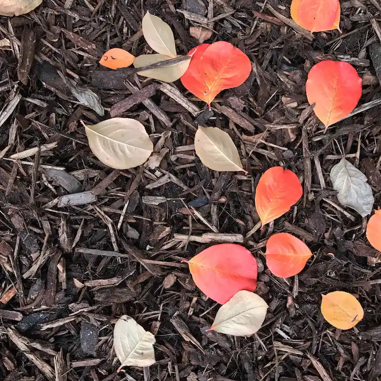 aus abgefallenem herbstlaub auf dem rasen mulch für den gartenboden herstellen