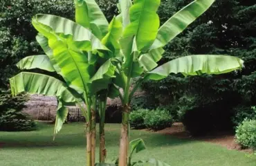 Bananenpflanze überwintern - So pflegen Sie die Stauden im Freien