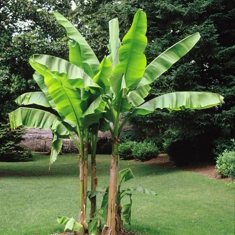 Bananenpflanze überwintern - So pflegen Sie die Stauden im Freien