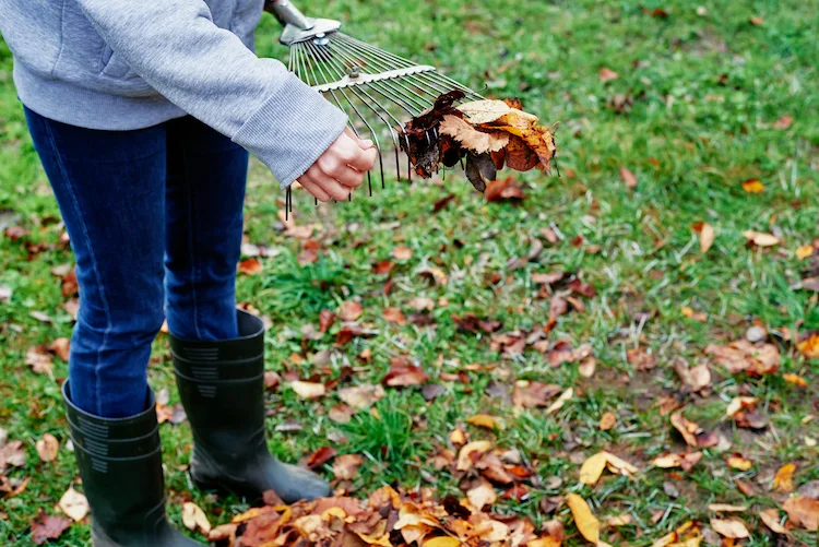 be der gartenarbeit im herbst eine laubharke verwenden und rasen pflegen