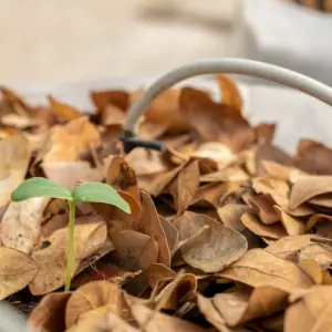 bei der gartenarbeit im herbst laub als dünger verwenden und es dem komposthaufen hinzufügen