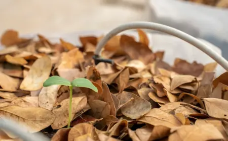 bei der gartenarbeit im herbst laub als dünger verwenden und es dem komposthaufen hinzufügen