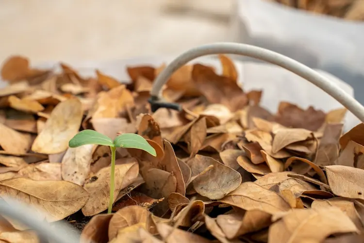 bei der gartenarbeit im herbst laub als dünger verwenden und es dem komposthaufen hinzufügen