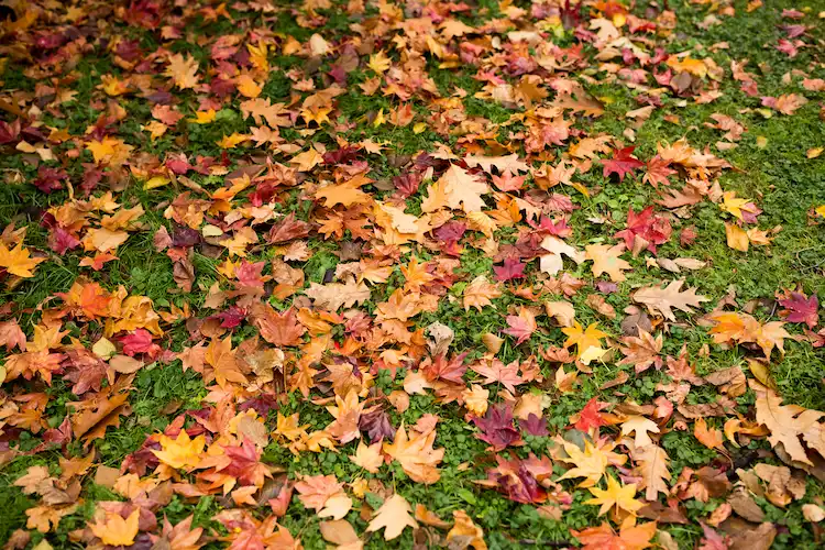 bei dichter laubstreu herbstblätter wegen möglichen risiken für rasenflächen entfernen