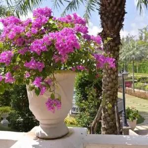 Der perfekte Standort für Bougainvillea im Winter