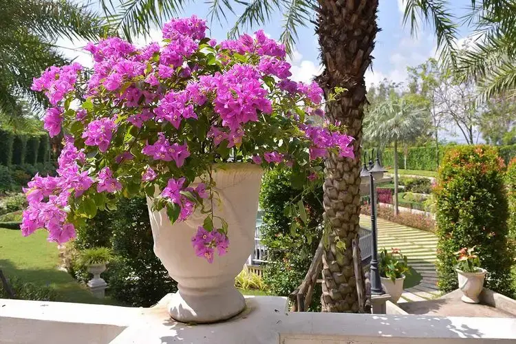 Der perfekte Standort für Bougainvillea im Winter