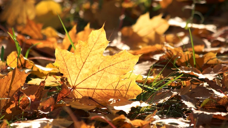 dichte blattmasse kann im herbst für den rasen wegen mangelndem sonnenlicht und luft schädlich sein