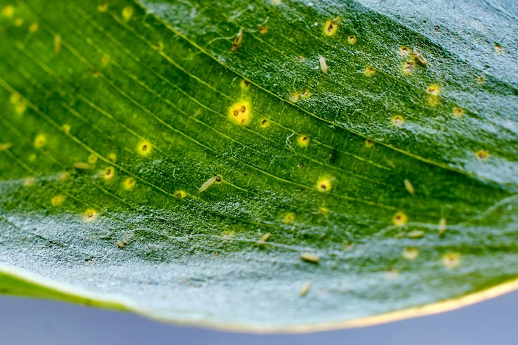 durch insektenstiche an den blättern entstehende braune und gelbe flecken beschädigen die pflanze im raum
