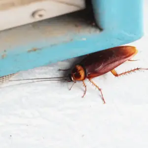 effektive maßnahmen und hausmittel gegen kakerlaken in der wohnung als natürliche insektenabwehr