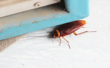 effektive maßnahmen und hausmittel gegen kakerlaken in der wohnung als natürliche insektenabwehr