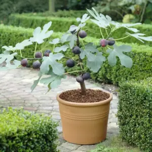 Feigenbaum überwintern im Kübel mit dem richtigen Winterschutz