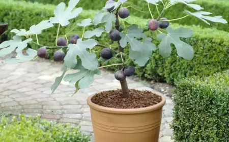 Feigenbaum überwintern im Kübel mit dem richtigen Winterschutz