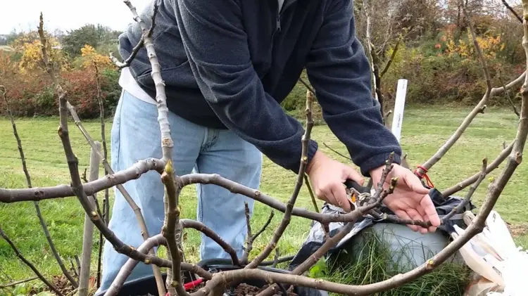 Feigenbaum überwintern und zurückschneiden - Wie viel darf man schneiden