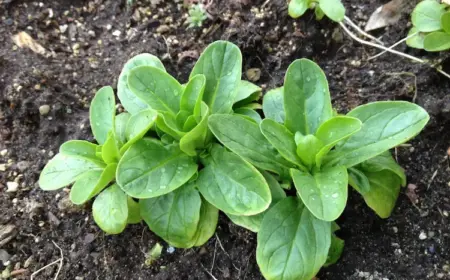 Feldsalat im Oktober aussäen und richtig pflegen