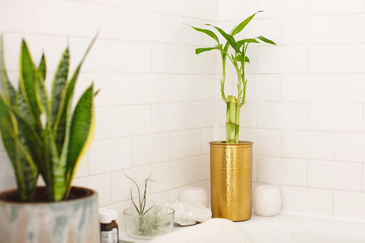 feuchtigkeitsliebende pflanzen für badezimmer ohne licht wie bambus oder beamtenspargel
