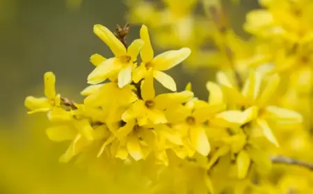 Forsythie vermehren im Herbst mit Stecklingen und Steckholz