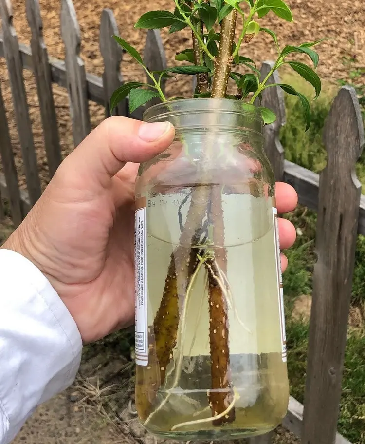 Forsythie vermehren in Wasser - Nach einigen Wochen wachsen Wurzeln