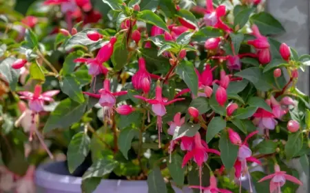 fuchsie überwintern anleitung schritt für schritt