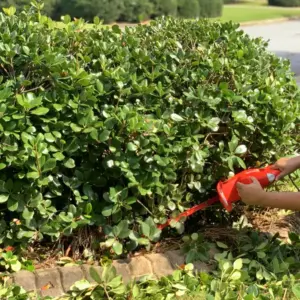 Hecke entfernen in einfachen Schritten mit Spaten und Heckenschere