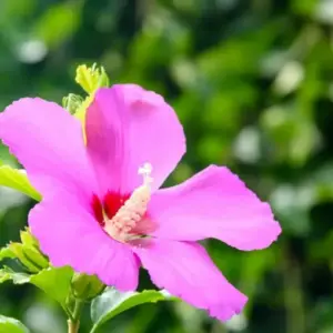 Hibiskus vermehren im Wasser für Anfänger - So einfach ist die Methode