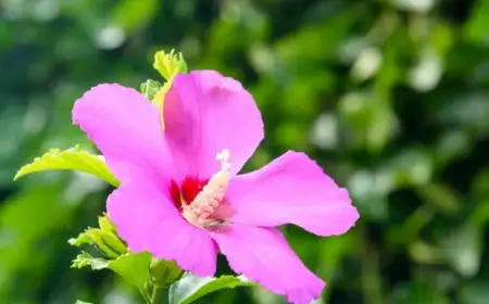 Hibiskus vermehren im Wasser für Anfänger - So einfach ist die Methode