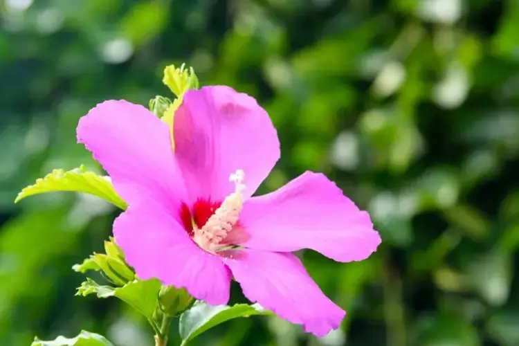 Hibiskus vermehren im Wasser für Anfänger - So einfach ist die Methode