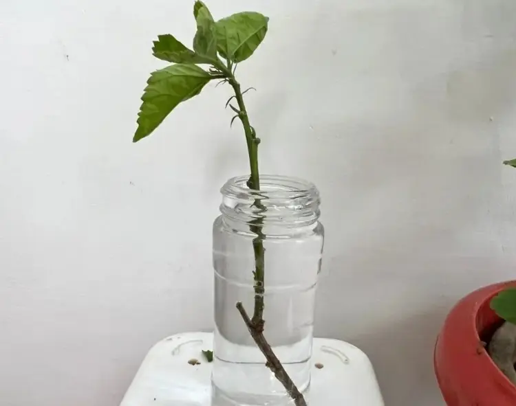 Hibiskus vermehren im Wasser - Jede Pflanze einzeln in ein Gefäß stellen